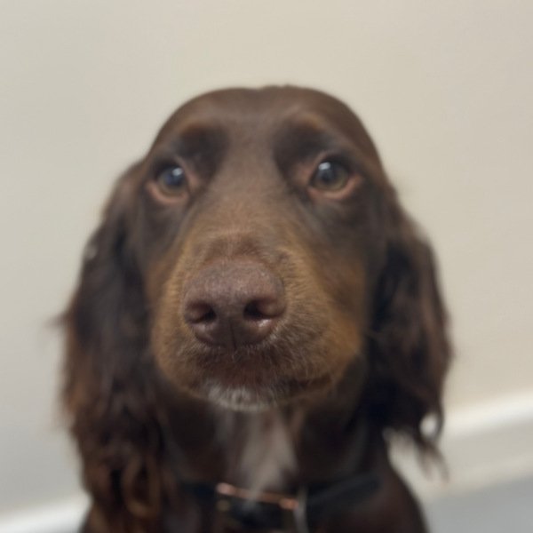 Bracken